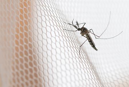 Mosquito